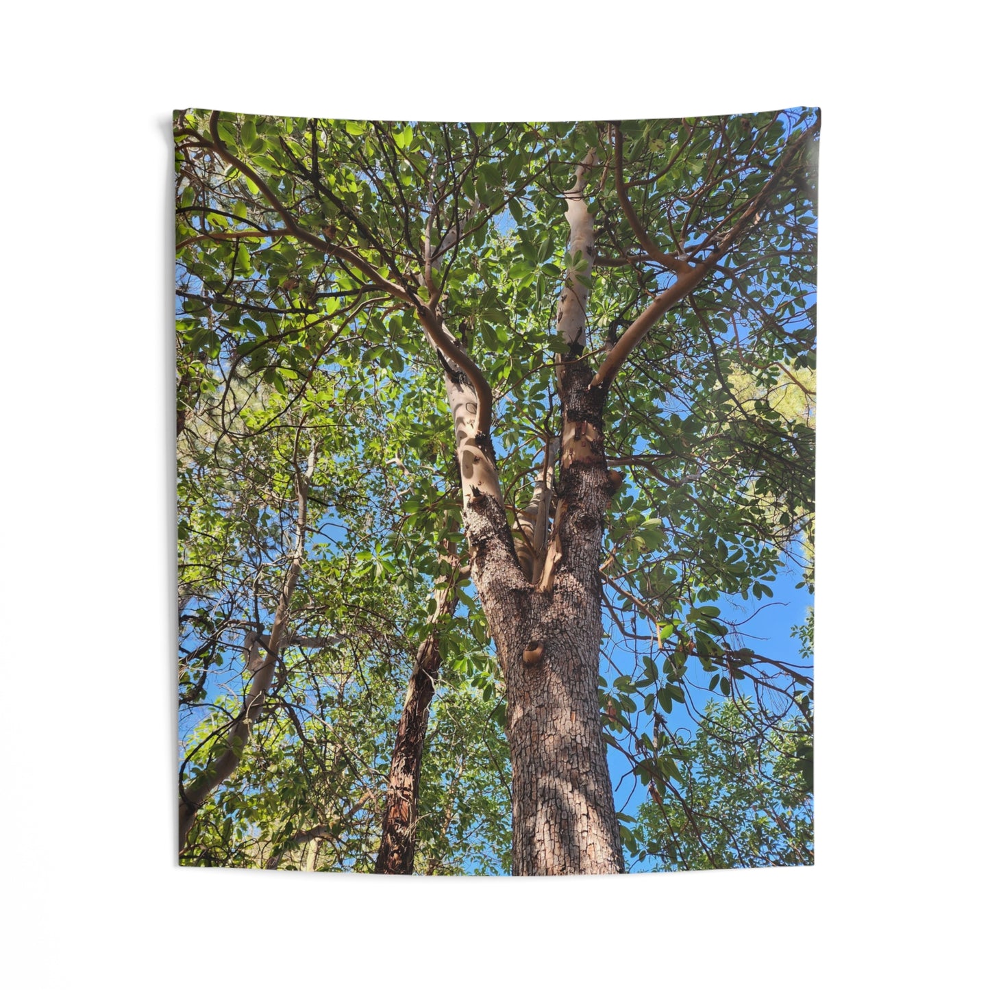 Tree Canopy Wall Tapestry – Forest Nature Photography Indoor Decor