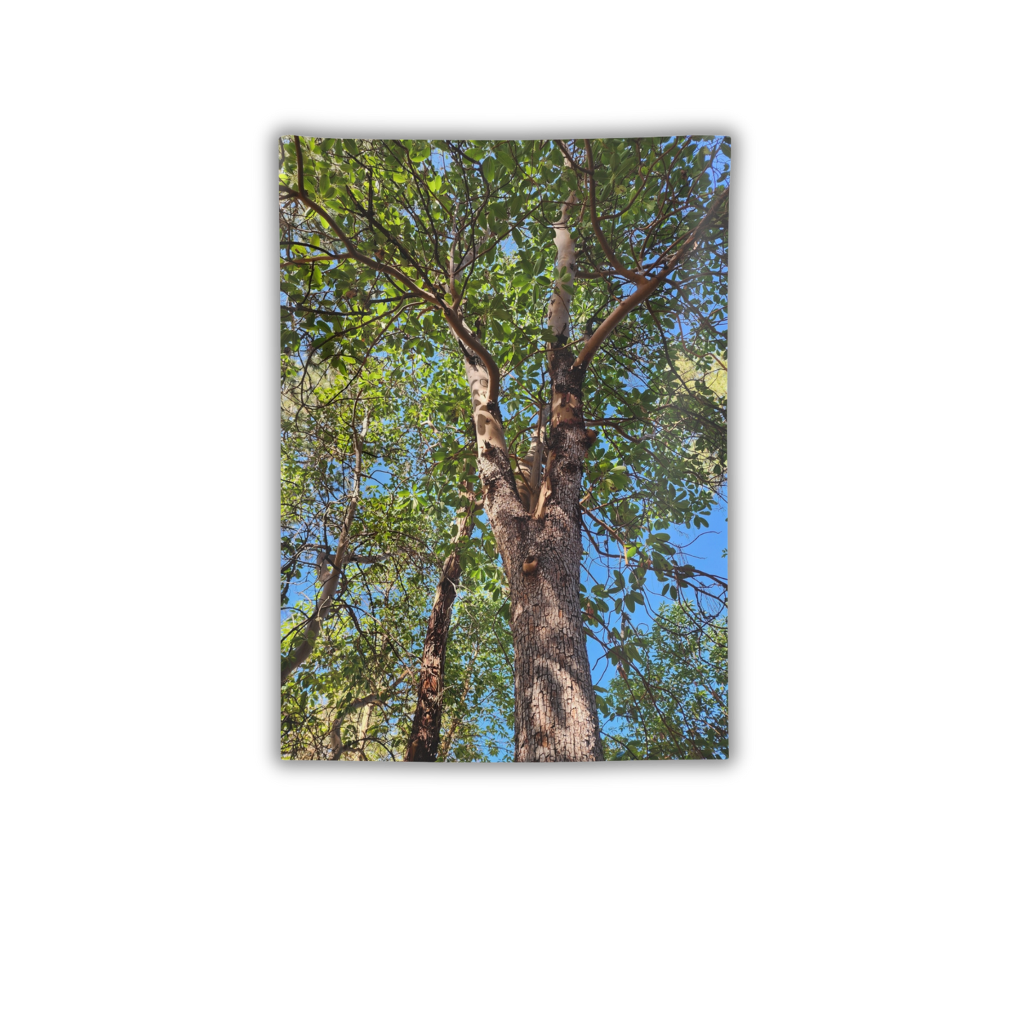Tree Canopy Wall Tapestry – Forest Nature Photography Indoor Decor